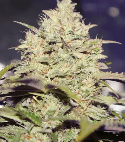Auto Do-Si-Dos Cookies (00 Seeds) Cannabis-Samen