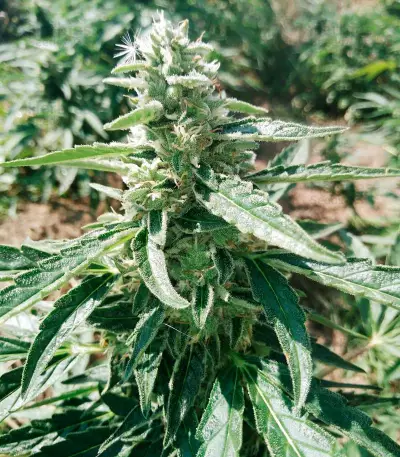 Auto Ultimate (Dutch Passion) Cannabis-Samen