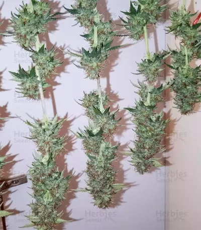Berry Bomb (Bomb Seeds) Cannabis-Samen