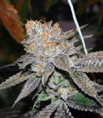 Brain Cake (Ripper Seeds) Cannabis-Samen
