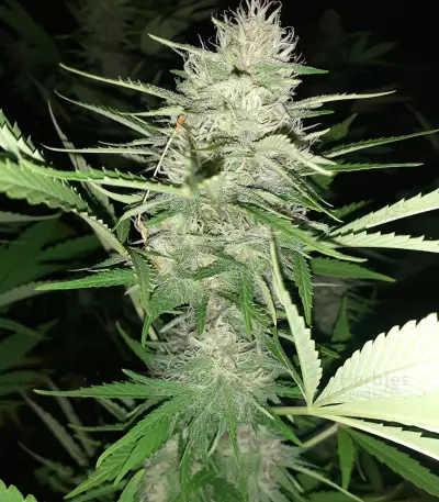 Chemdawg (Humboldt Seeds Organization) Cannabis-Samen