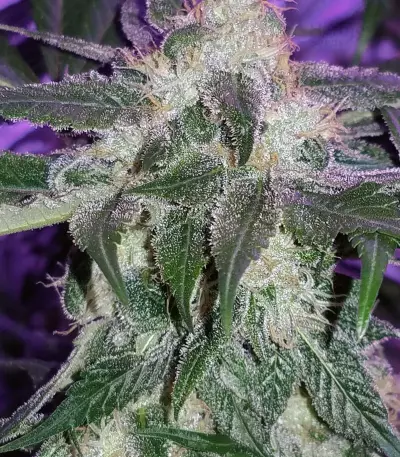 Girl Scout Cookies (BlimBurn Seeds) Cannabis-Samen