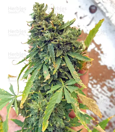 Hindu Kush (Sensi Seeds) Cannabis-Samen