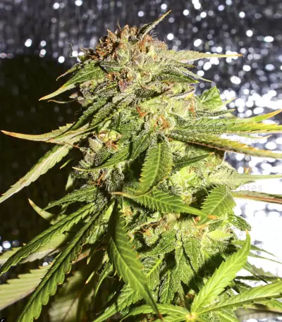 LA Confidential (DNA Genetics) Cannabis-Samen