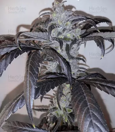 La Diva Auto (Delicious Seeds) Cannabis-Samen