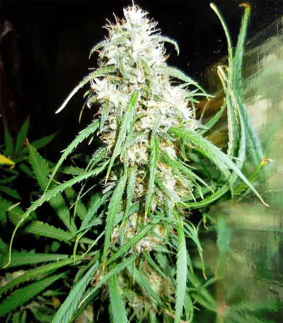 Malawi Breeders Pack regular (Ace Seeds) Cannabis-Samen