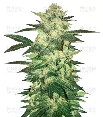 Master Kush (White Label) Cannabis-Samen