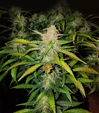 Mexican Sativa (Sensi Seeds) Cannabis-Samen
