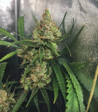 Northern Lights #5 X Haze (Sensi Seeds) Cannabis-Samen