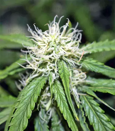 Mix Pack Autoflower (Seedstockers) Cannabis-Samen