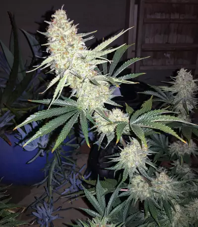 Pennywise regular (TGA Subcool Seeds / SubCool’s The Dank) Cannabis-Samen
