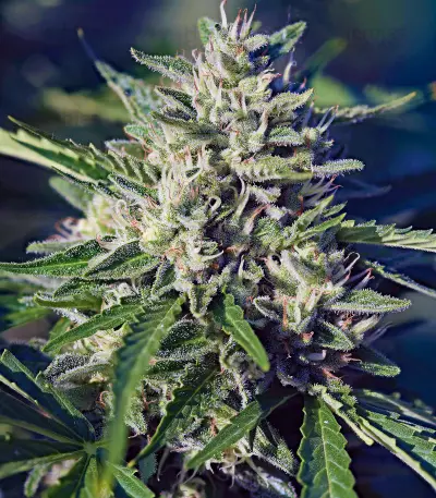Royal Cookies Automatic (RQS) Cannabis-Samen