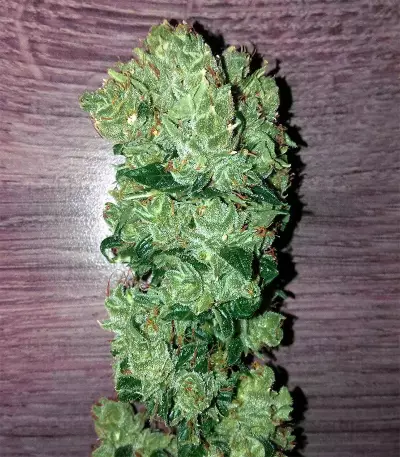 Ruderalis Skunk regular (Sensi Seeds) Cannabis-Samen
