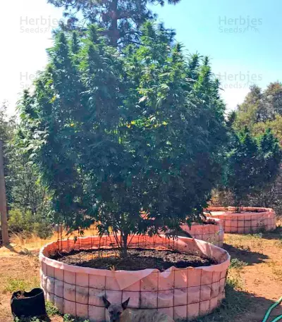 Sapphire OG (Humboldt Seeds Organization) Cannabis-Samen