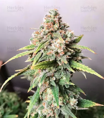 Skunk XL (RQS) Cannabis-Samen