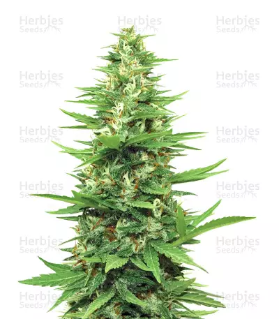 South Mountain Golden (Xtreme Seeds) Cannabis-Samen