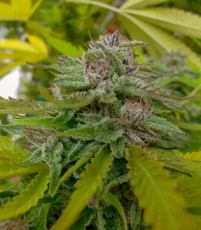 Sticky Fingers (Seedstockers) Cannabis-Samen