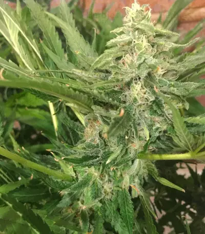 Sugar Black Rose Early Version feminisiertes Saatgut (Delicious Seeds)