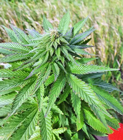 Super Skunk Autoflower (Seedstockers) Cannabis-Samen
