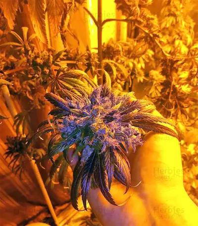 Tikal (Ace Seeds) Cannabis-Samen