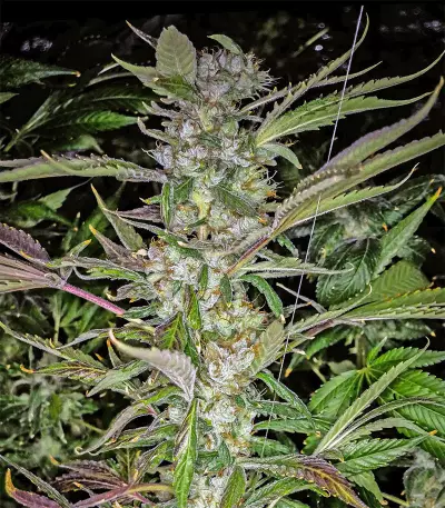 U - Pink Kush (Dr. Underground) Cannabis-Samen