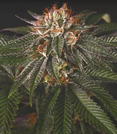 Velvet Octane (Humboldt Seeds Organization) Cannabis-Samen