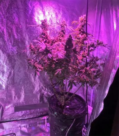 Violeta (Ace Seeds) Cannabis-Samen