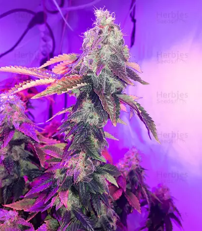 Washing Machine (Ripper Seeds) Cannabis-Samen