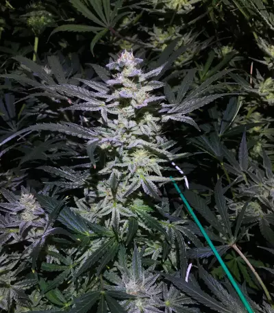 White Diesel Haze Automatic (White Label) Cannabis-Samen