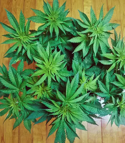 White Widow (Big Head Seeds) Cannabis-Samen
