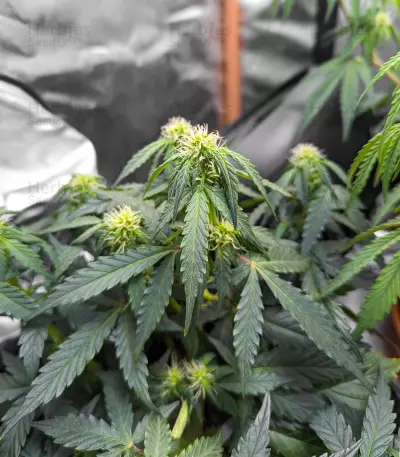 Auto #1 (Auto Seeds) Cannabis-Samen