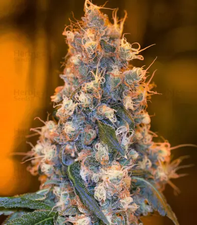 Blue Fire (Humboldt Seeds Organization) Cannabis-Samen