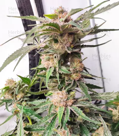 Critical Daddy (BlimBurn Seeds)