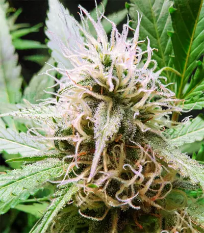 Critical Sour (Female Seeds) Cannabis-Samen
