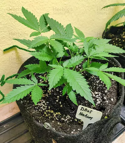DDoS #33 feminisierte Samen (Herbies Seeds)