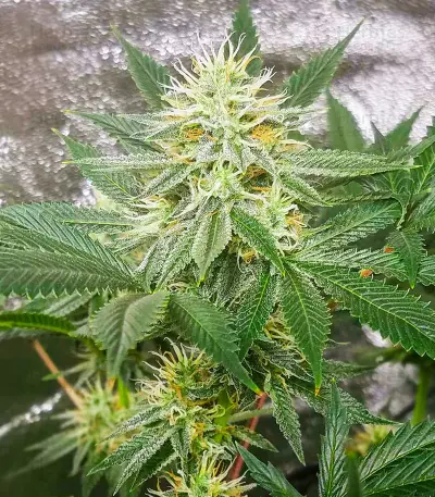 Different GG#4 feminisierte Samen (AlphaFem Seeds)