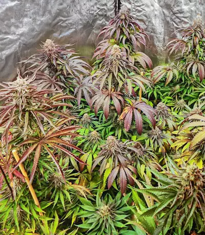 Dozywelly OG feminisierte Samen (AlphaFem Seeds)