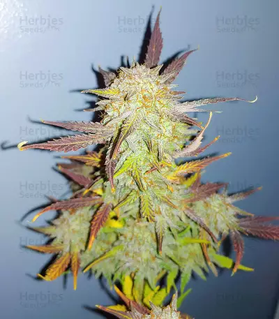 Grandmommy Purple Auto-Samen (Herbies Seeds)