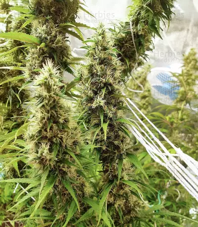 LA Cookies (Cali Connection Seeds) Cannabis-Samen