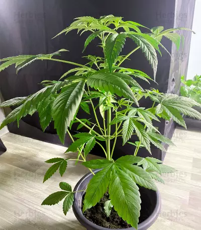 Northern Light (Kera Seeds) Cannabis-Samen