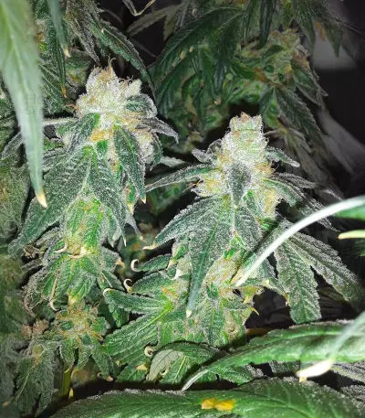 RudeBoi OG F1 feminisierte Samen (Seedkeepers)