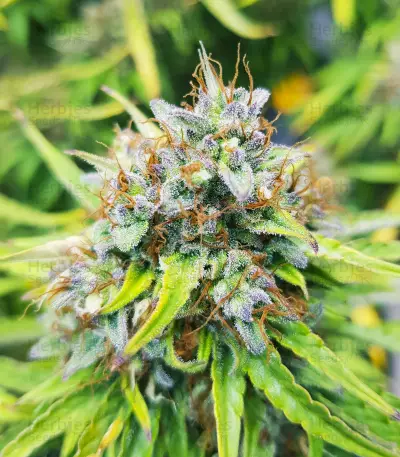 Skywalker Haze feminisierte Samen (Dutch Passion)