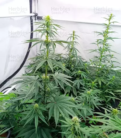 All Gas OG Autoflower feminisierte Samen (Humboldt Seed Company)