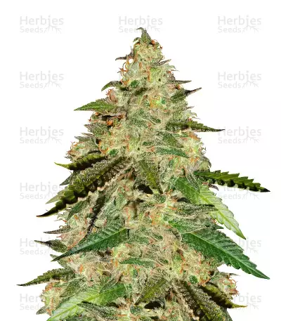 Big Bud (Seedstockers) Cannabis-Samen