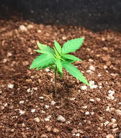Biscotti Auto (Green House Seeds)