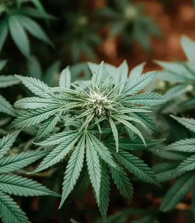 Critical Mass Fast (Advanced Seeds)