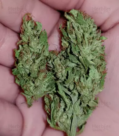 Fire OG Kush (Big Head Seeds) Cannabis-Samen