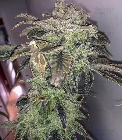 Golosa (Delicious Seeds) Cannabis-Samen