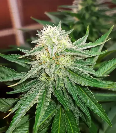 Gorilla Melon feminisierte Samen (Fast Buds)