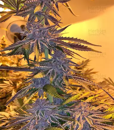 Grandaddy Purple (Big Head Seeds) Cannabis-Samen